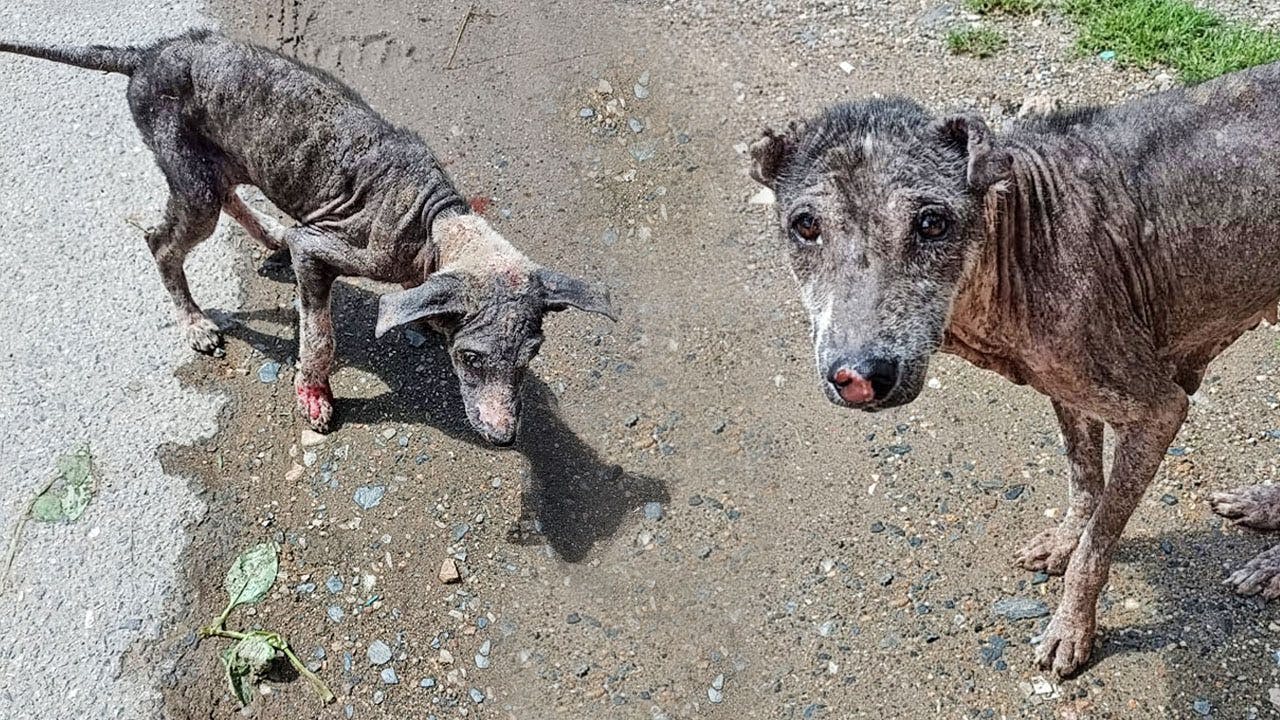 Fin al Sufrimiento: Madre e Hijo, Rescatados de la Mange con un Final Asombroso